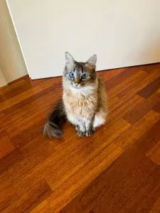 Emigrar Con Tu Mascota 5