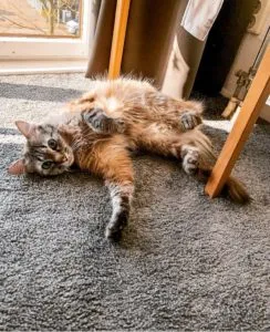 Emigrar Con Tu Mascota 6