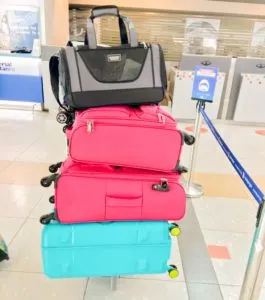 Emigrar Con Tu Mascota 7